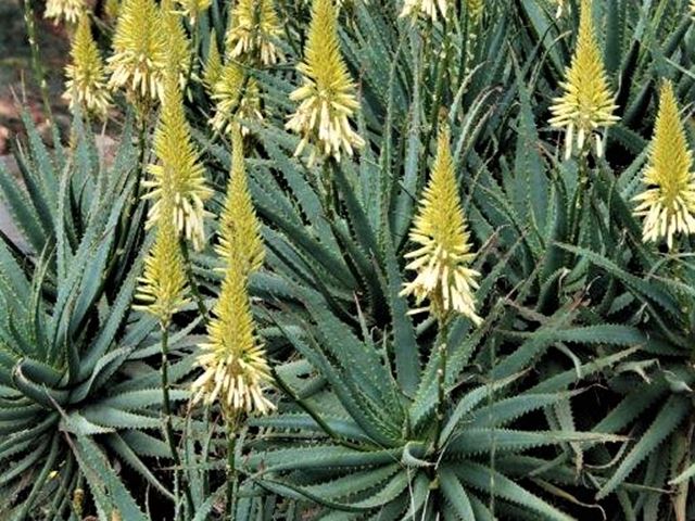 Aloe arborescens  yellow